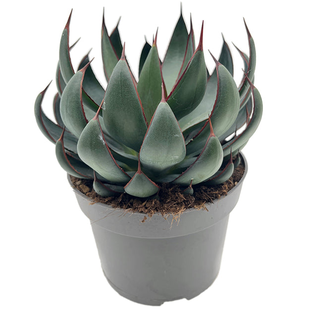 Mangave &quot;Praying Hands&quot; - Sukkulente