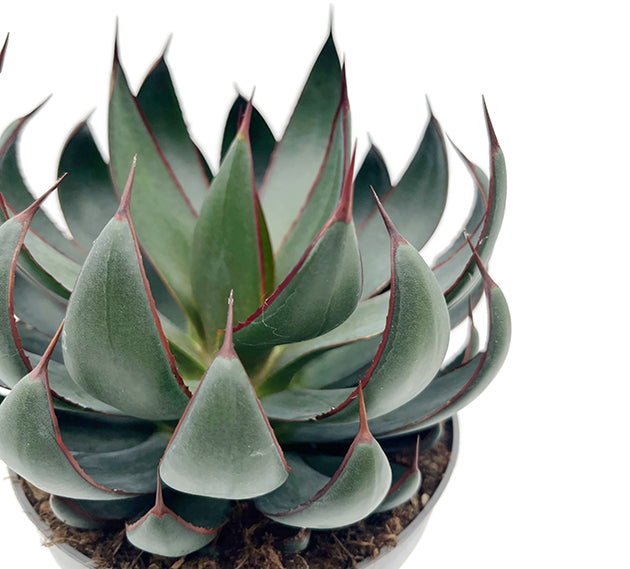 Mangave &quot;Praying Hands&quot; - Sukkulente