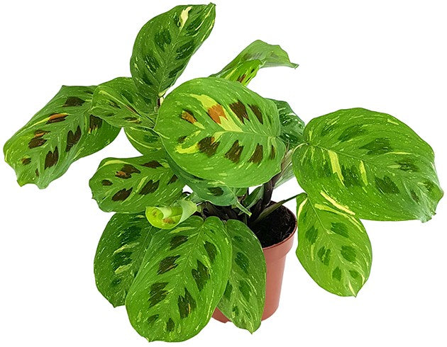 Maranta kerchoveana variegata - panaschierter Pfeilwurz