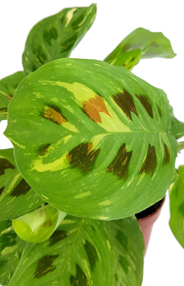 Maranta kerchoveana variegata - panaschierter Pfeilwurz