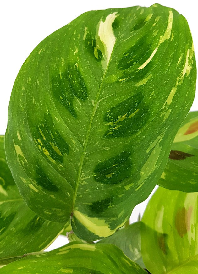 Maranta kerchoveana variegata - panaschierter Pfeilwurz