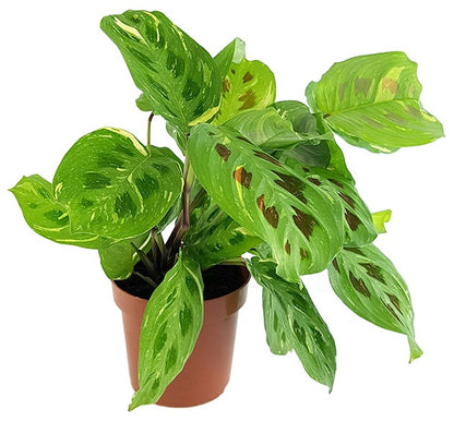 Maranta kerchoveana variegata - panaschierter Pfeilwurz