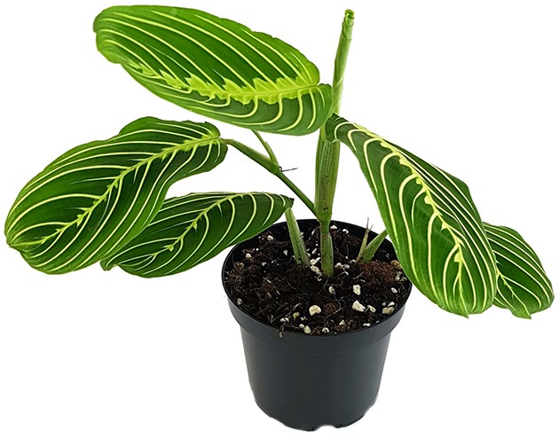 Maranta Leuconeura Lemon Lime - limettengrüner Pfeilwurz