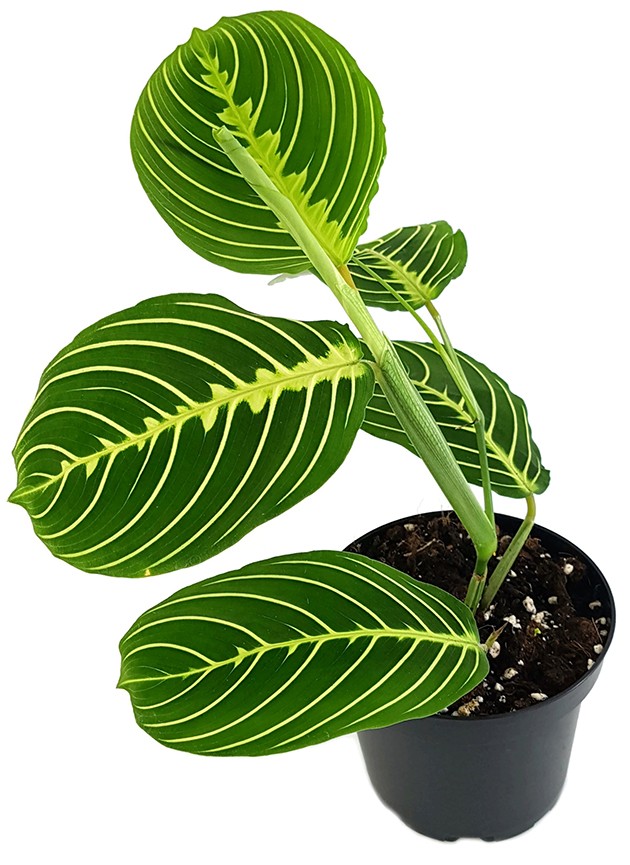 Maranta Leuconeura Lemon Lime - limettengrüner Pfeilwurz