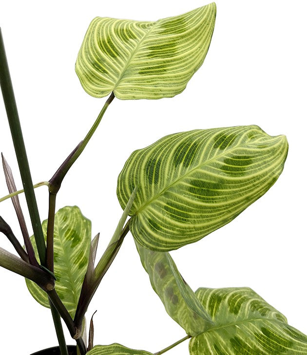 Maranta leuconeura &quot;Light Veines&quot; - bunter Pfeilwurz