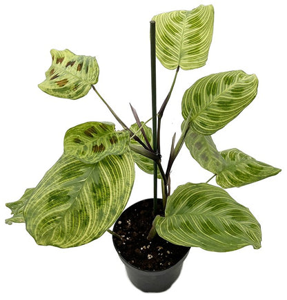 Maranta leuconeura &quot;Light Veines&quot; - bunter Pfeilwurz