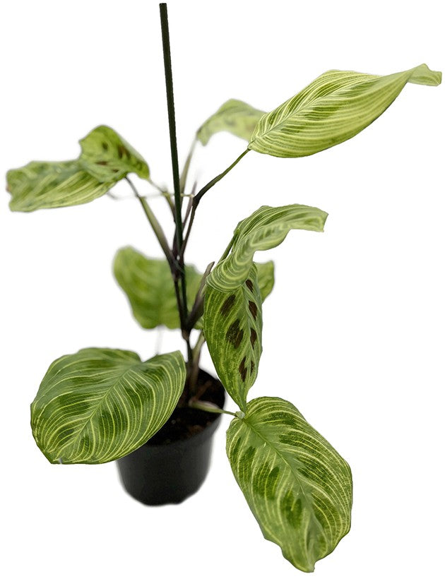 Maranta leuconeura &quot;Light Veines&quot; - bunter Pfeilwurz