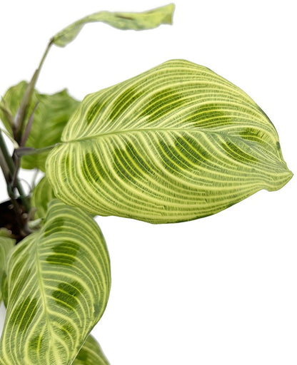 Maranta leuconeura &quot;Light Veines&quot; - bunter Pfeilwurz