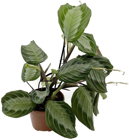 Maranta leuconeura &quot;Silver Band&quot; - silberner Pfeilwurz