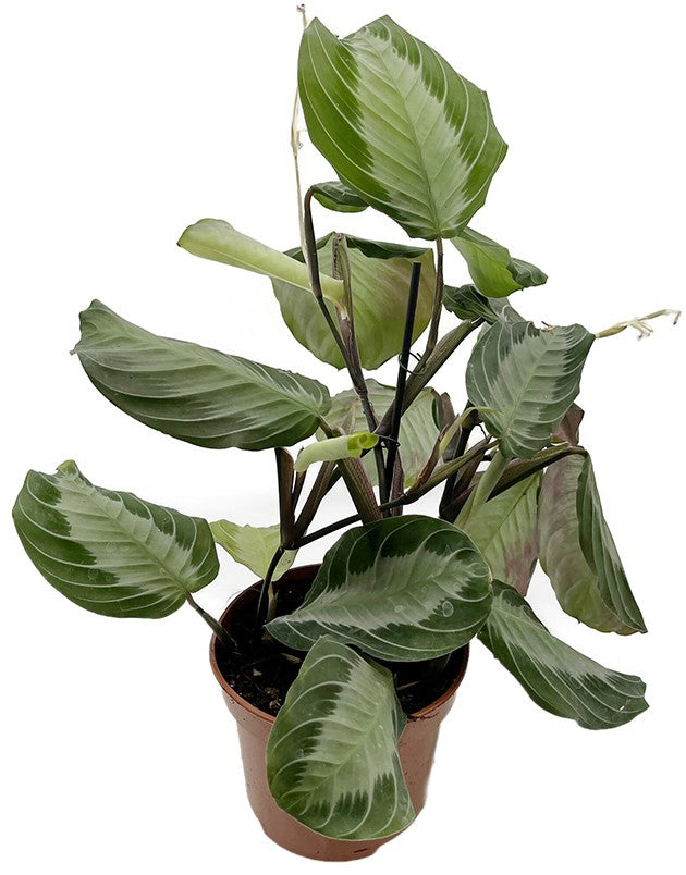 Maranta leuconeura &quot;Silver Band&quot; - silberner Pfeilwurz