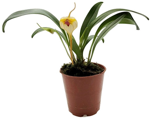 Masdevallia angle frost x muritz - Miniatur-Orchidee