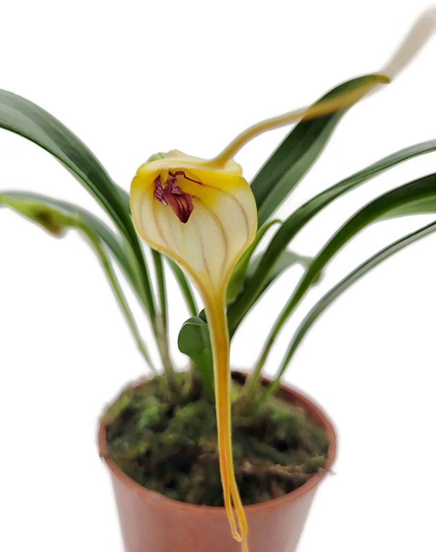 Masdevallia angle frost x muritz - Miniatur-Orchidee