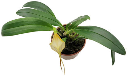 Masdevallia angle frost x muritz - Miniatur-Orchidee