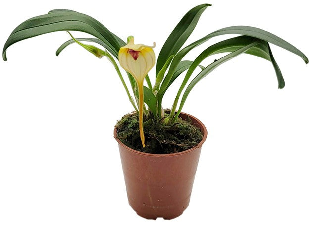 Masdevallia angle frost x muritz - Miniatur-Orchidee