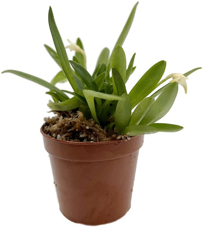 Masdevallia minuta - Miniatur-Orchidee