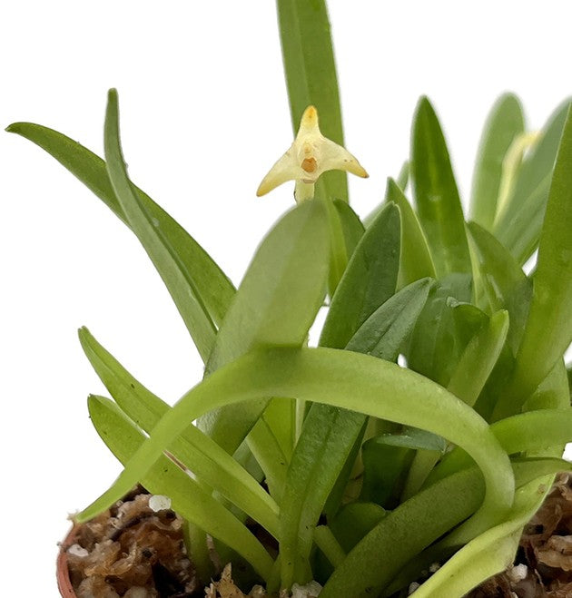 Masdevallia minuta - Miniatur-Orchidee