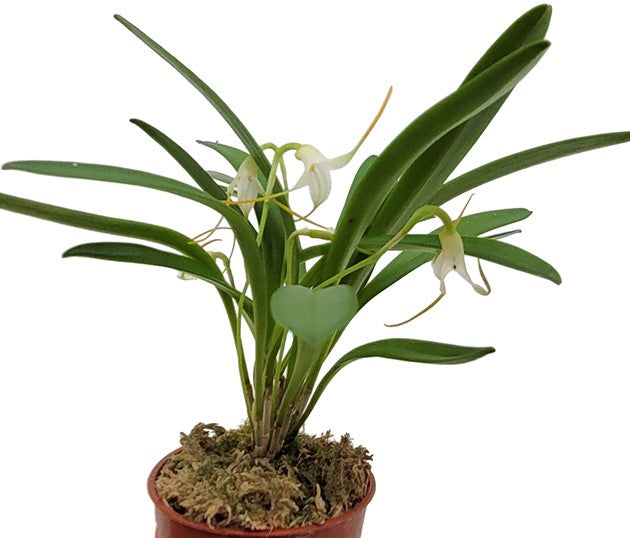 Masdevallia tonduzii - Miniatur-Orchidee mit weissen Blüten