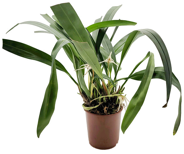 Maxillaria Goldenberg Hybride - weiße Orchidee