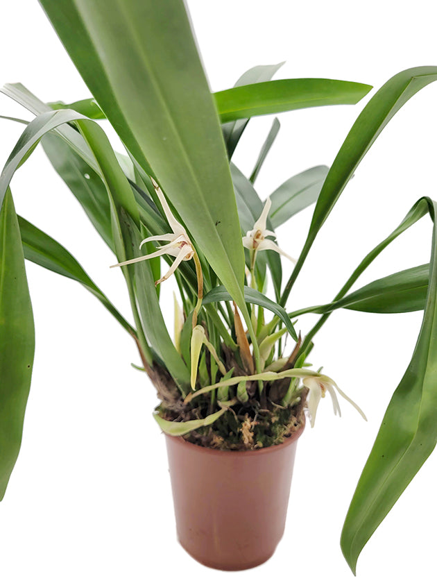 Maxillaria Goldenberg Hybride - weiße Orchidee