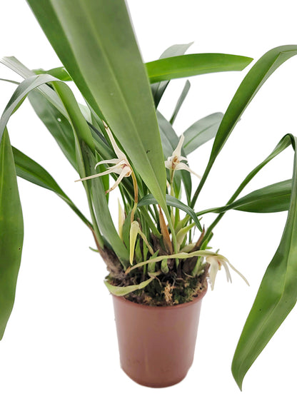 Maxillaria Goldenberg Hybride - weiße Orchidee