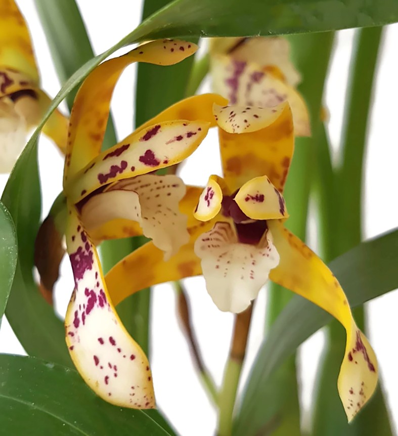 Maxillaria picta - Orchidee