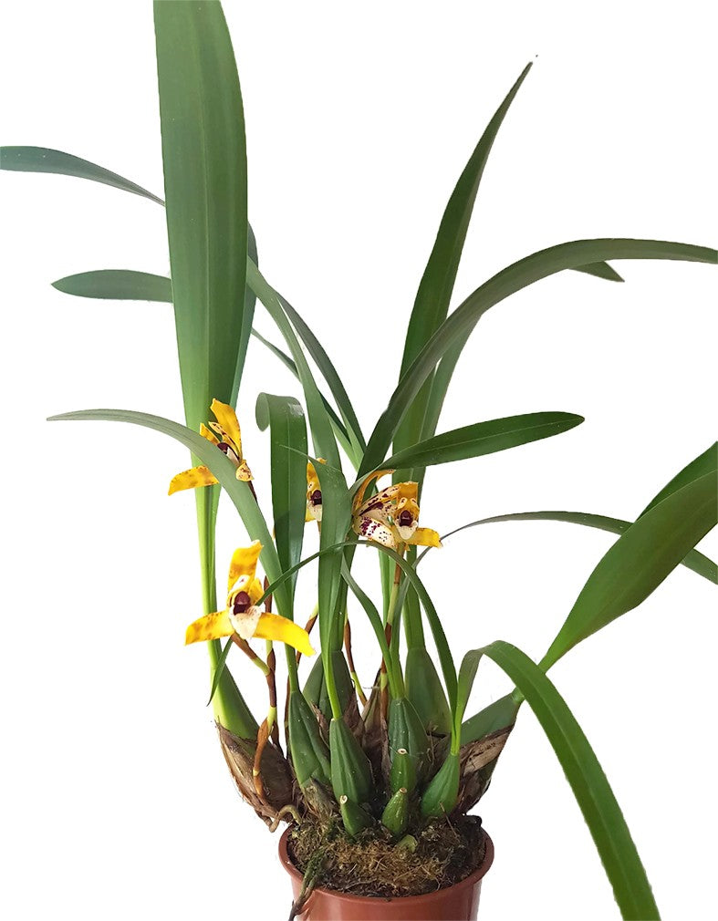 Maxillaria picta - Orchidee