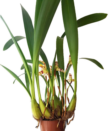 Maxillaria picta - Orchidee