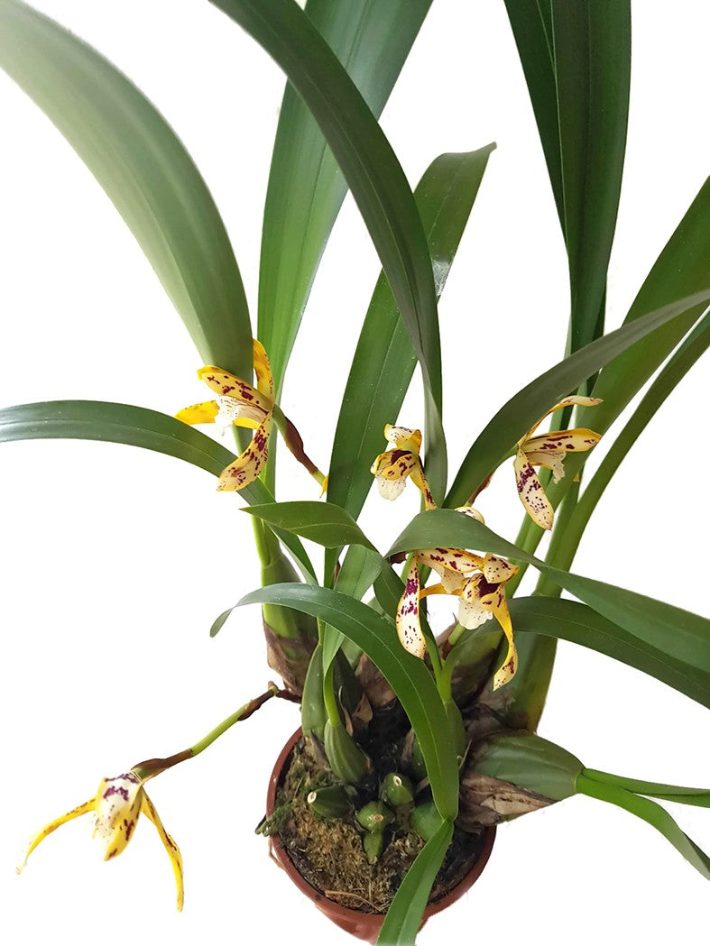 Maxillaria picta - Orchidee