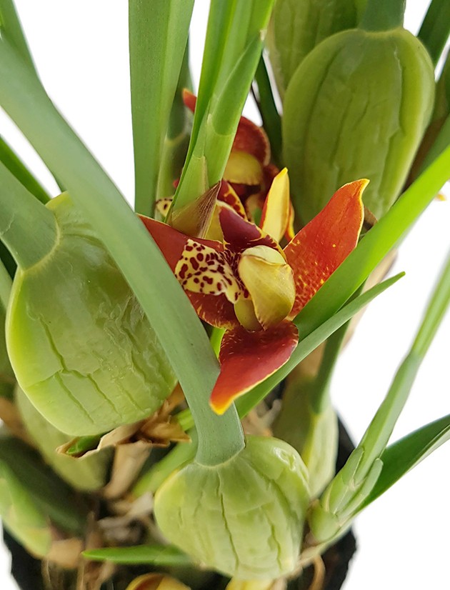 Maxillaria tenuifolia - Kokosorchidee - Duftorchidee