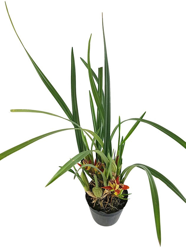 Maxillaria tenuifolia - Kokosorchidee - Duftorchidee