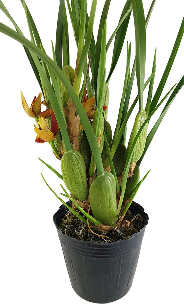 Maxillaria tenuifolia - Kokosorchidee - Duftorchidee