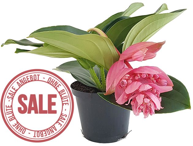 Medinilla magnifica - Philippine Orchidee - SALE ohne Blüten