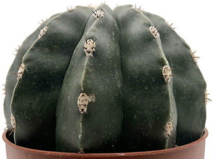 Melocactus maxonii inermis - unbedornter Melonenkaktus