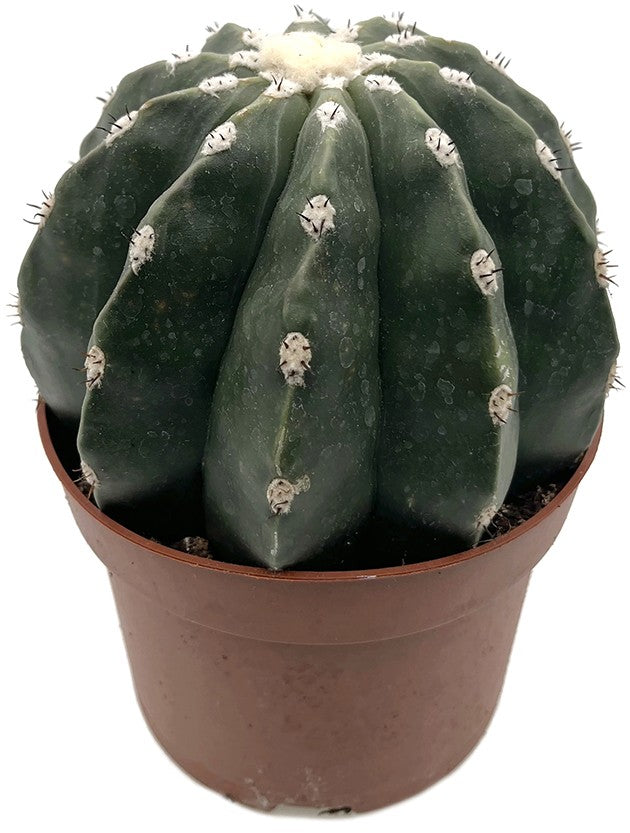 Melocactus maxonii inermis - unbedornter Melonenkaktus