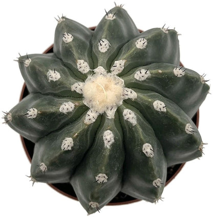 Melocactus maxonii inermis - unbedornter Melonenkaktus