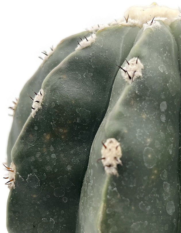 Melocactus maxonii inermis - unbedornter Melonenkaktus