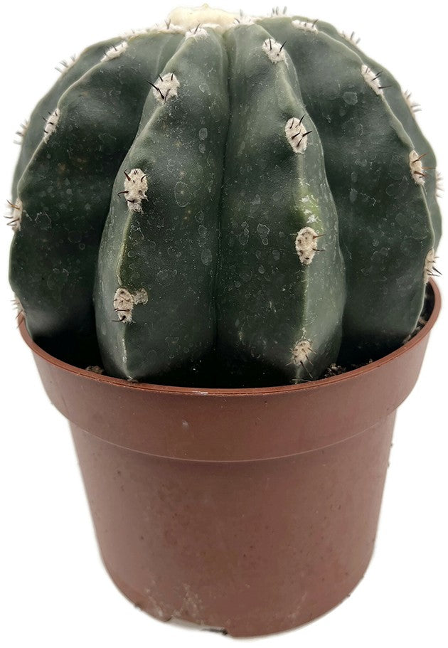 Melocactus maxonii inermis - unbedornter Melonenkaktus