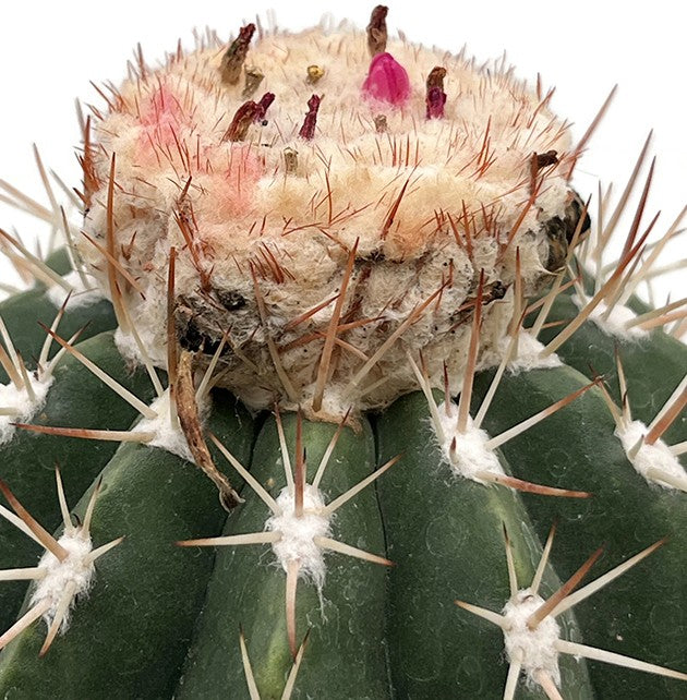 Melocactus matanzanus ruestii - großer Melonenkaktus