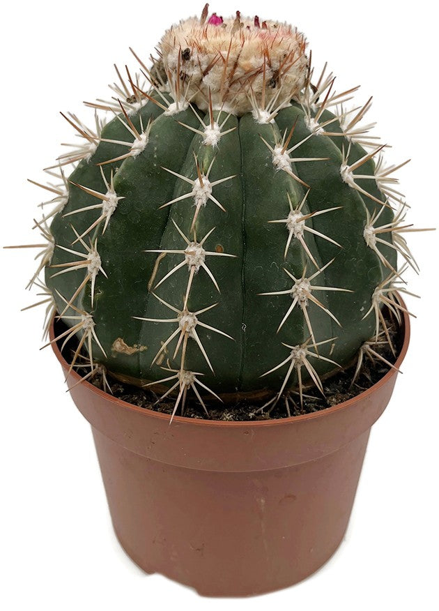 Melocactus matanzanus ruestii - großer Melonenkaktus