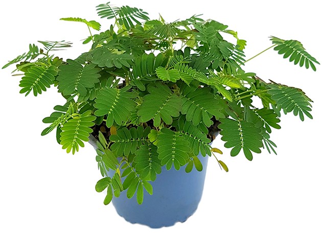 Mimosa pudica - Mimose schamhafte Sinnpflanze