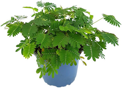 Mimosa pudica - Mimose schamhafte Sinnpflanze