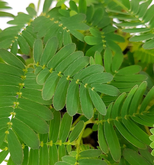 Mimosa pudica - Mimose schamhafte Sinnpflanze