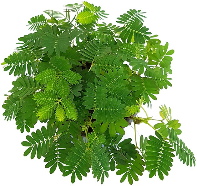 Mimosa pudica - Mimose schamhafte Sinnpflanze