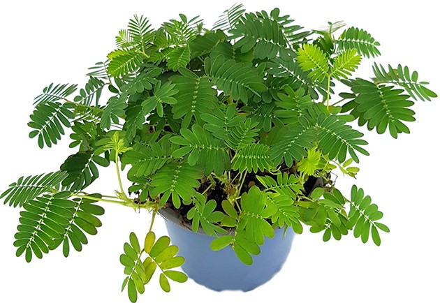 Mimosa pudica - Mimose schamhafte Sinnpflanze