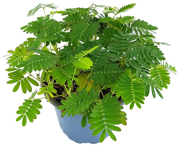 Mimosa pudica - Mimose schamhafte Sinnpflanze