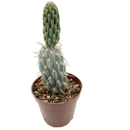 Miqueliopuntia miquelii - blauer Kaktus