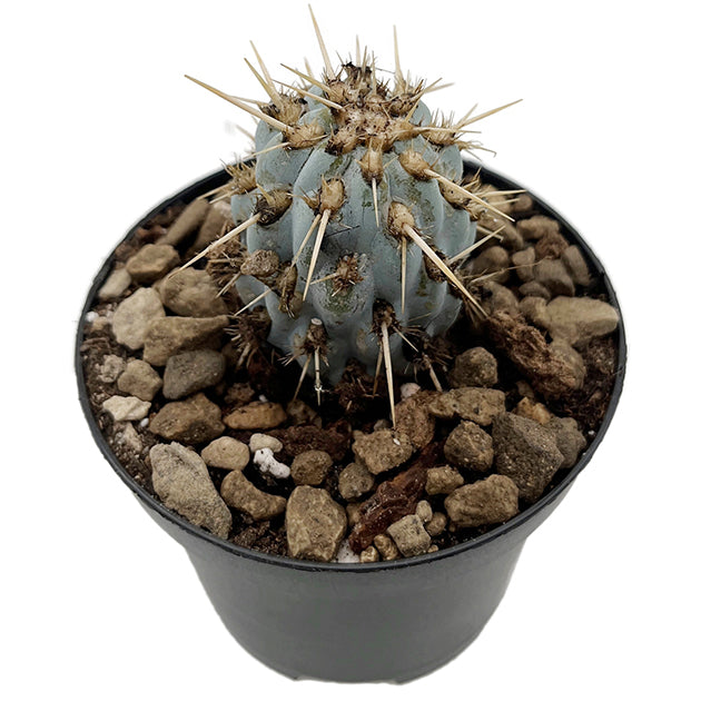 Miqueliopuntia miquelii - blauer Kaktus