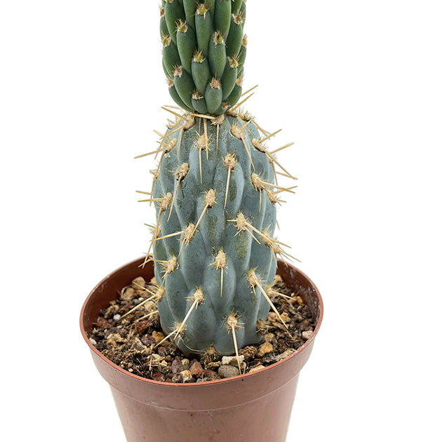 Miqueliopuntia miquelii - blauer Kaktus