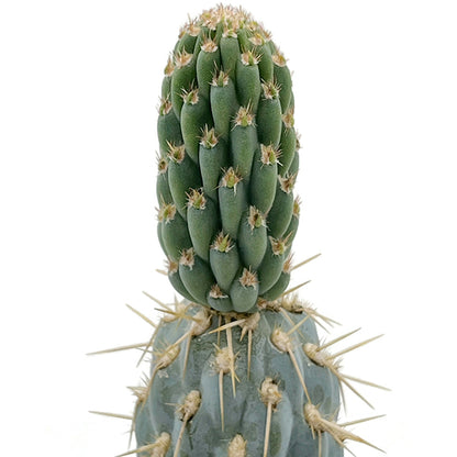 Miqueliopuntia miquelii - blauer Kaktus