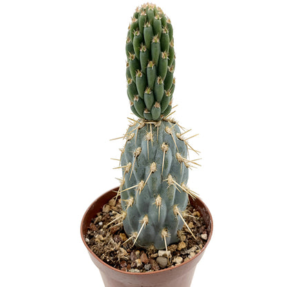 Miqueliopuntia miquelii - blauer Kaktus